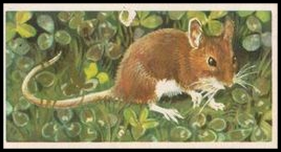 33 The Long Tailed Field Mouse or Wood Mouse